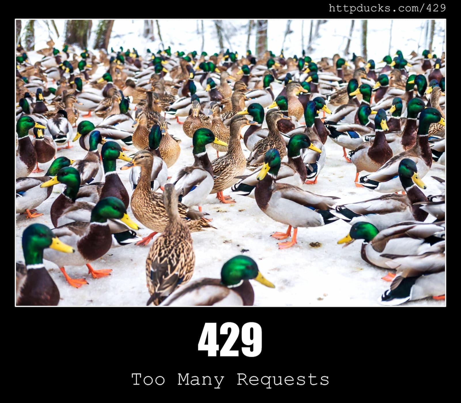 429 Too Many Requests - HTTP status code and ducks!