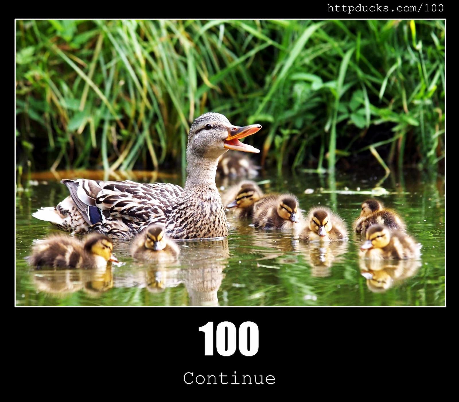 HTTP Status Code 100 Continue & Ducks