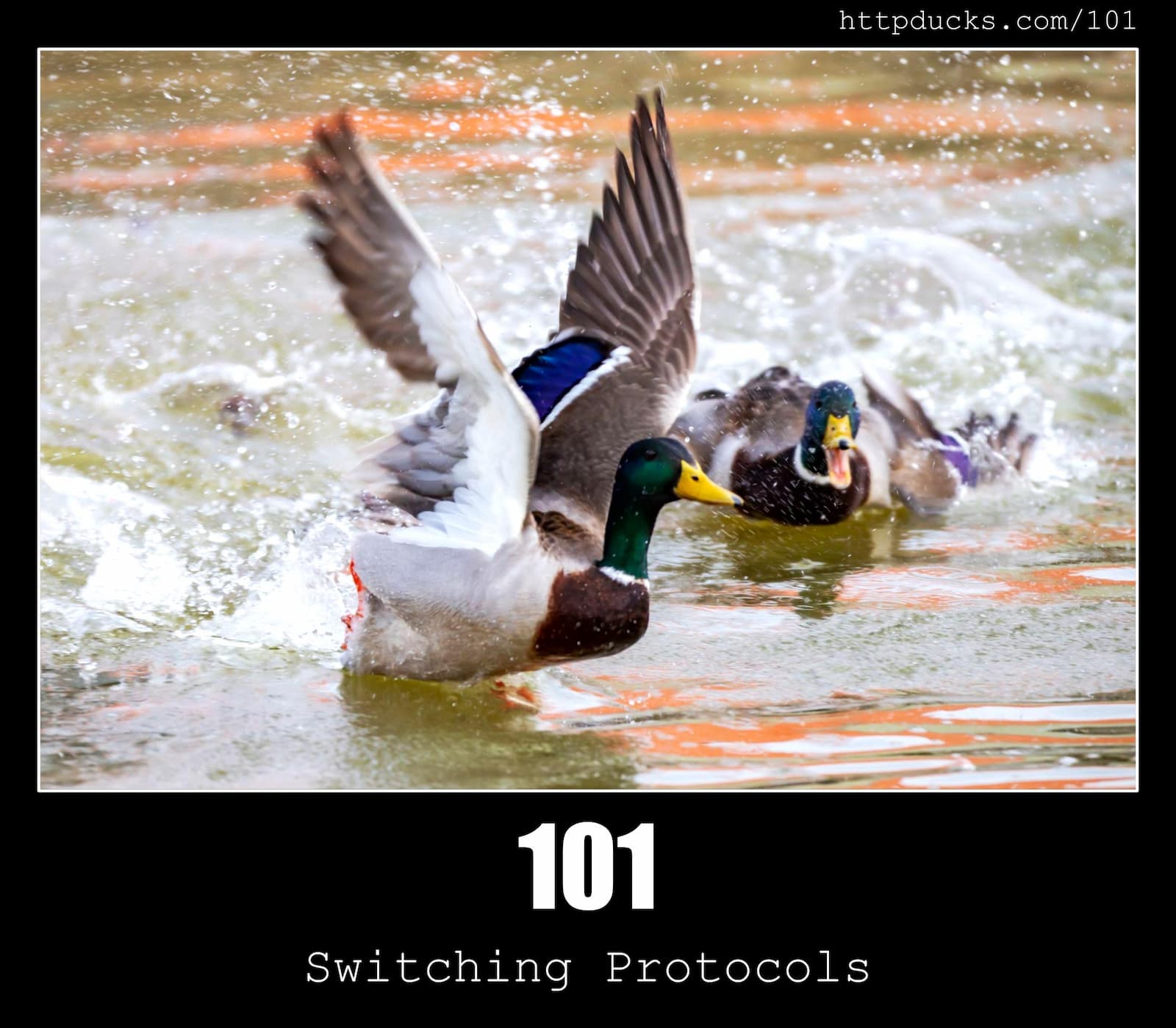 HTTP Status Code 101 Switching Protocols & Ducks