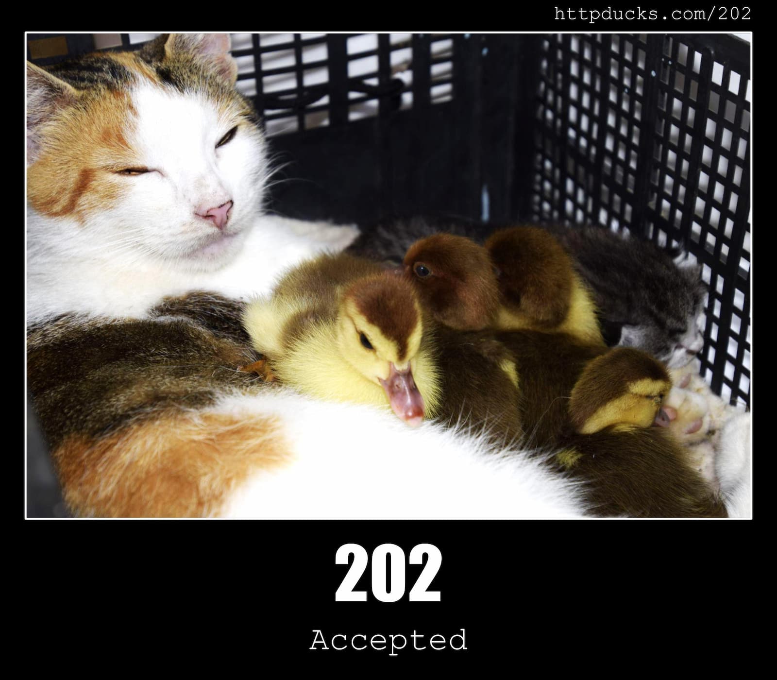 HTTP Status Code 202 Accepted & Ducks