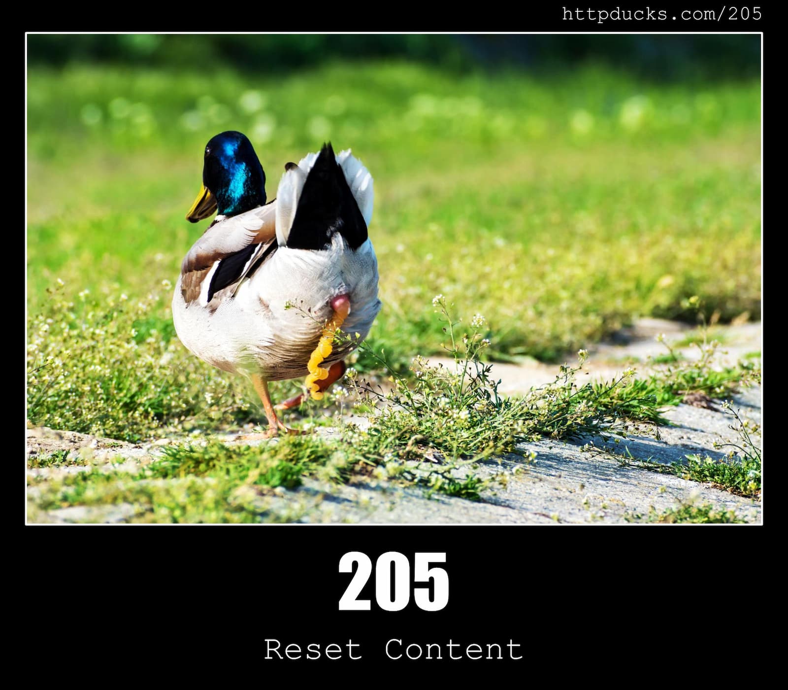 HTTP Status Code 205 Reset Content & Ducks