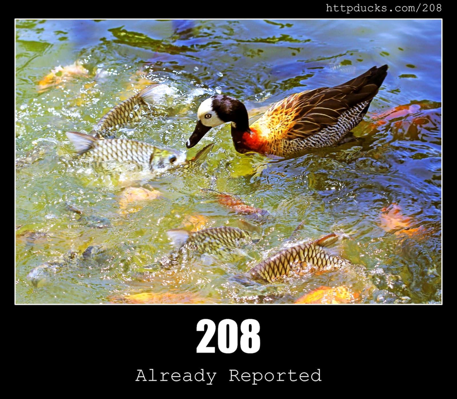 HTTP Status Code 208 Already Reported & Ducks