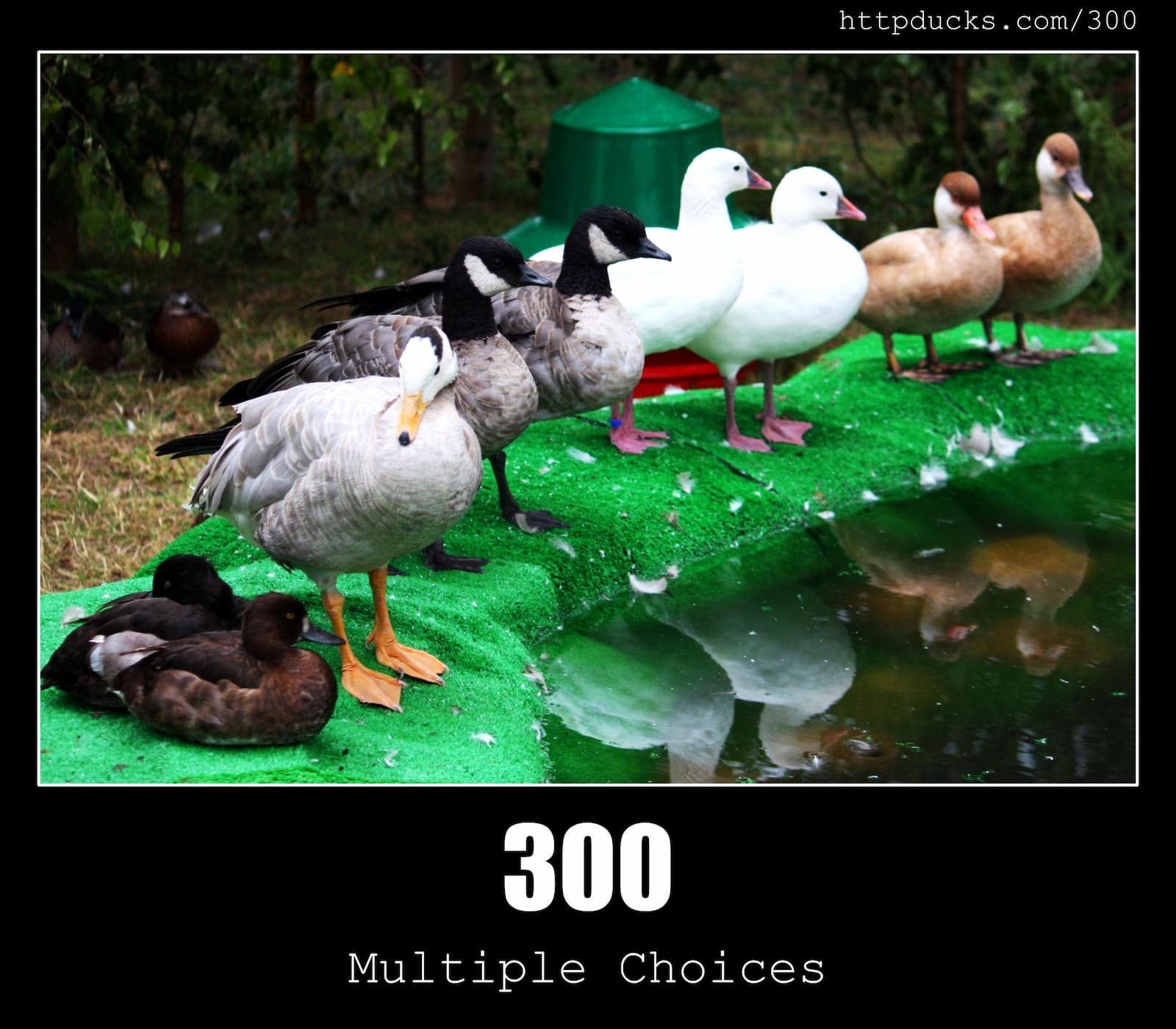 HTTP Status Code 300 Multiple Choices & Ducks