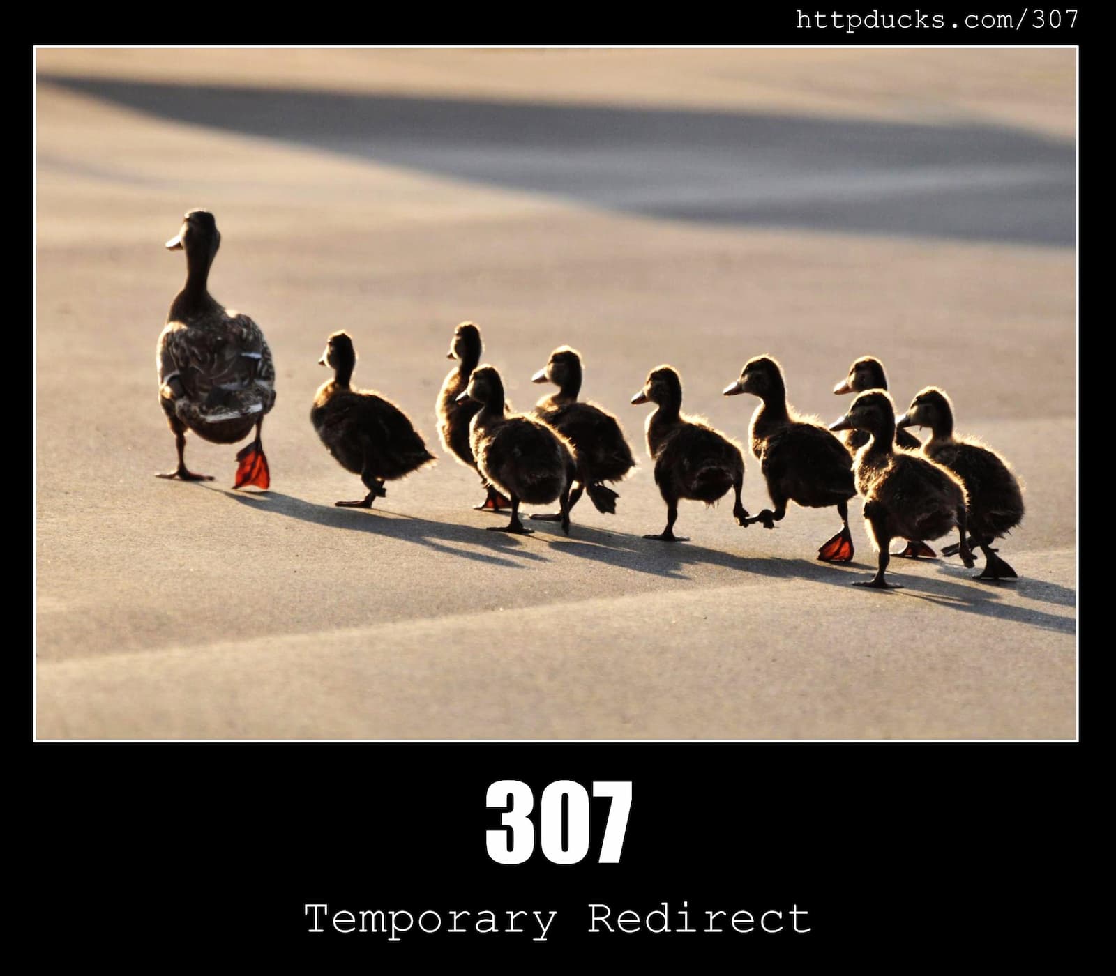HTTP Status Code 307 Temporary Redirect & Ducks