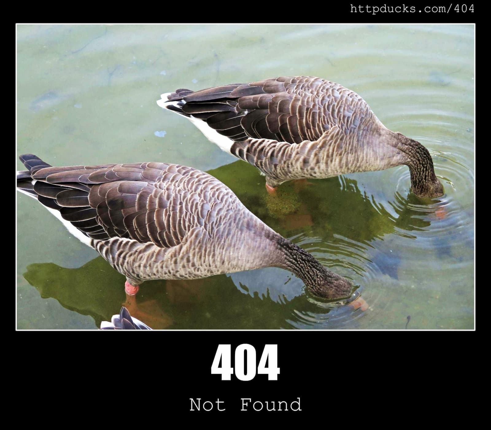 HTTP Status Code 404 Not Found & Ducks