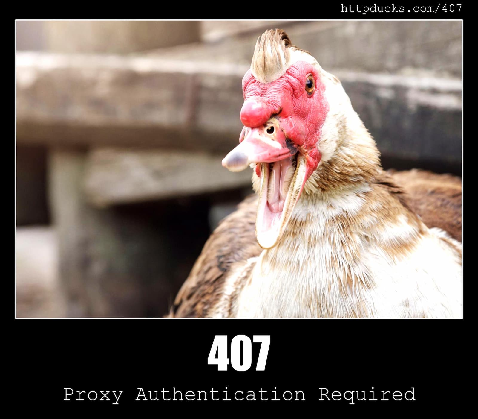 HTTP Status Code 407 Proxy Authentication Required & Ducks