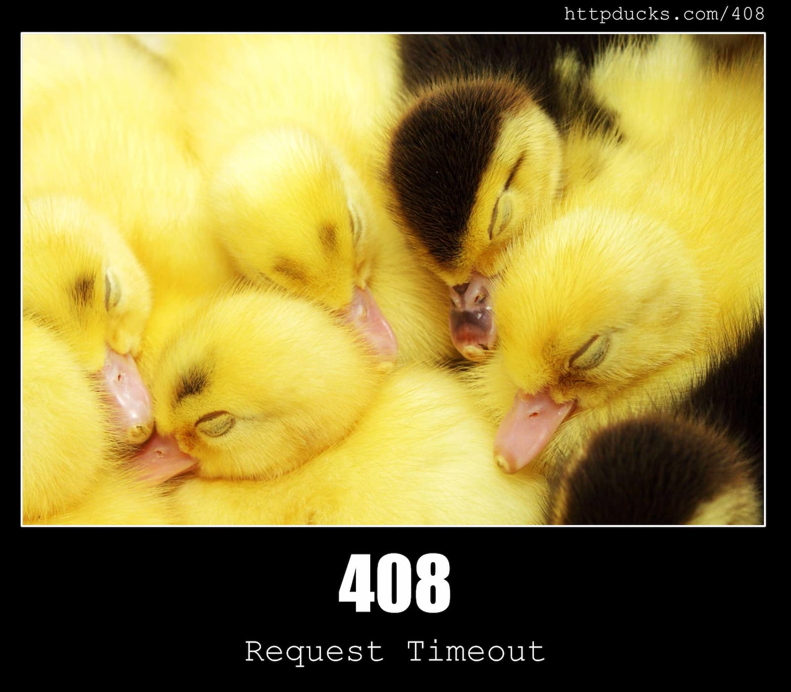 HTTP Status Code 408 Request Timeout & Ducks