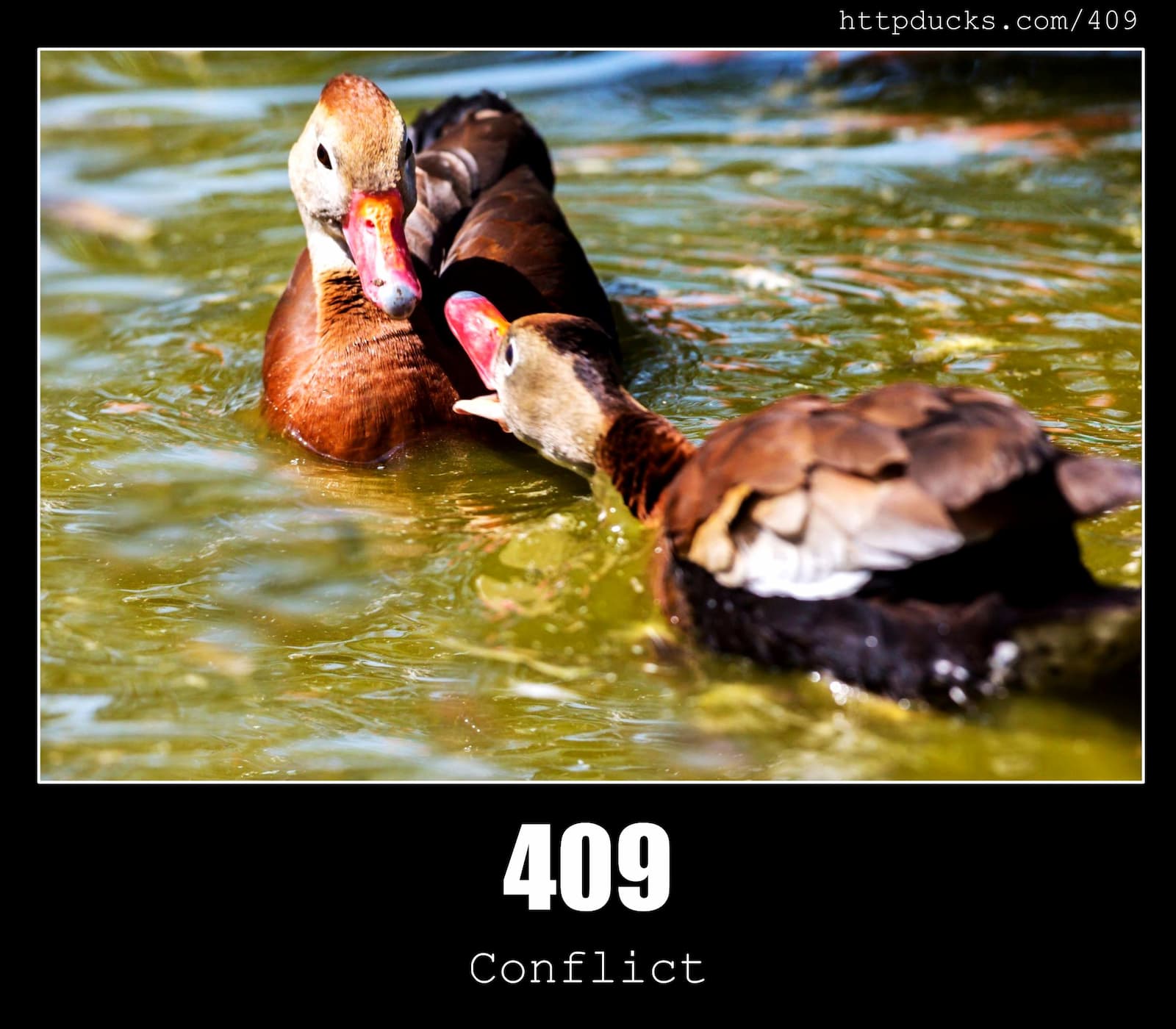 HTTP Status Code 409 Conflict & Ducks
