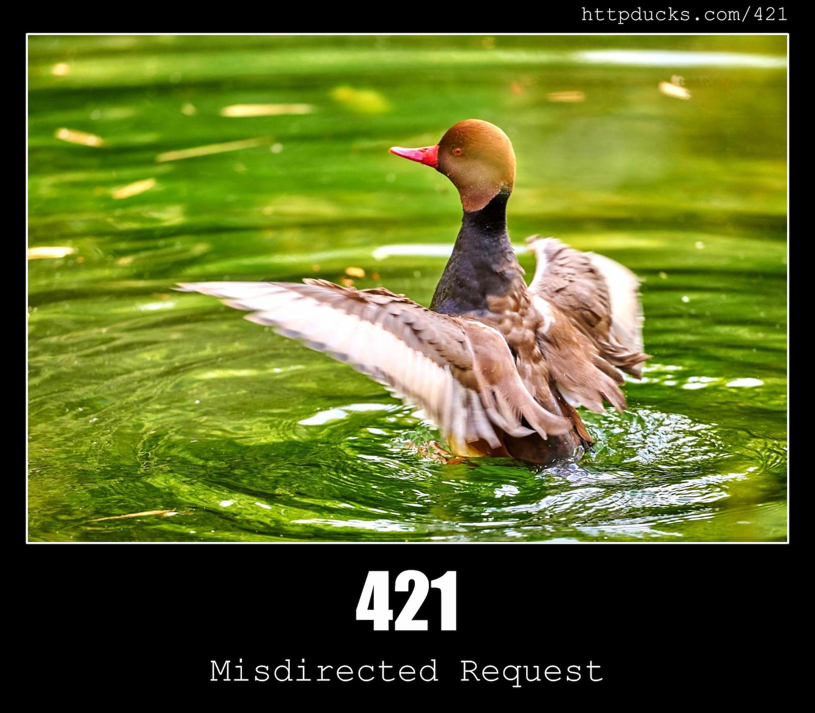 HTTP Status Code 421 Misdirected Request & Ducks