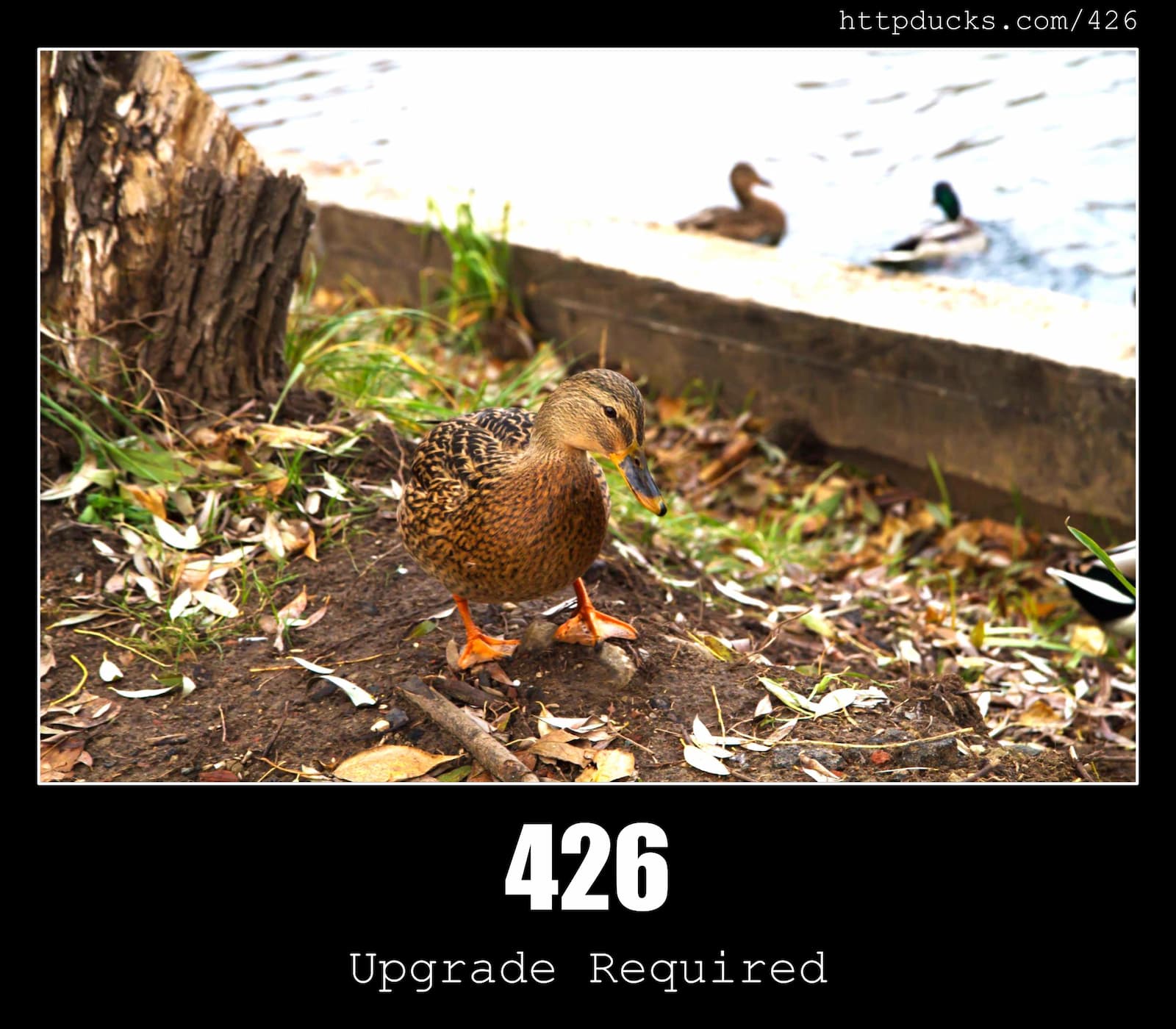 HTTP Status Code 426 Upgrade Required & Ducks