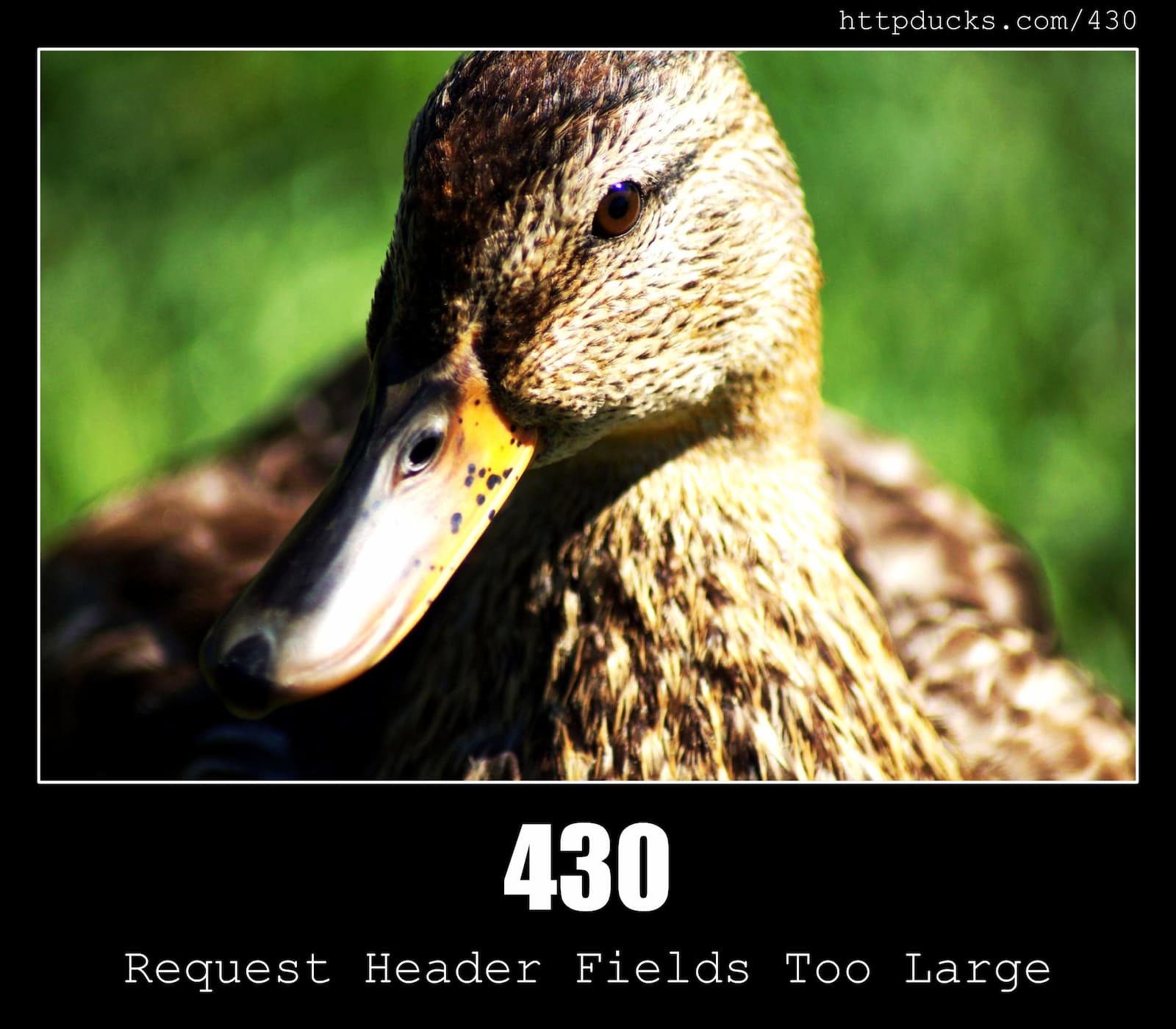 HTTP Status Code 430 Request Header Fields Too Large & Ducks
