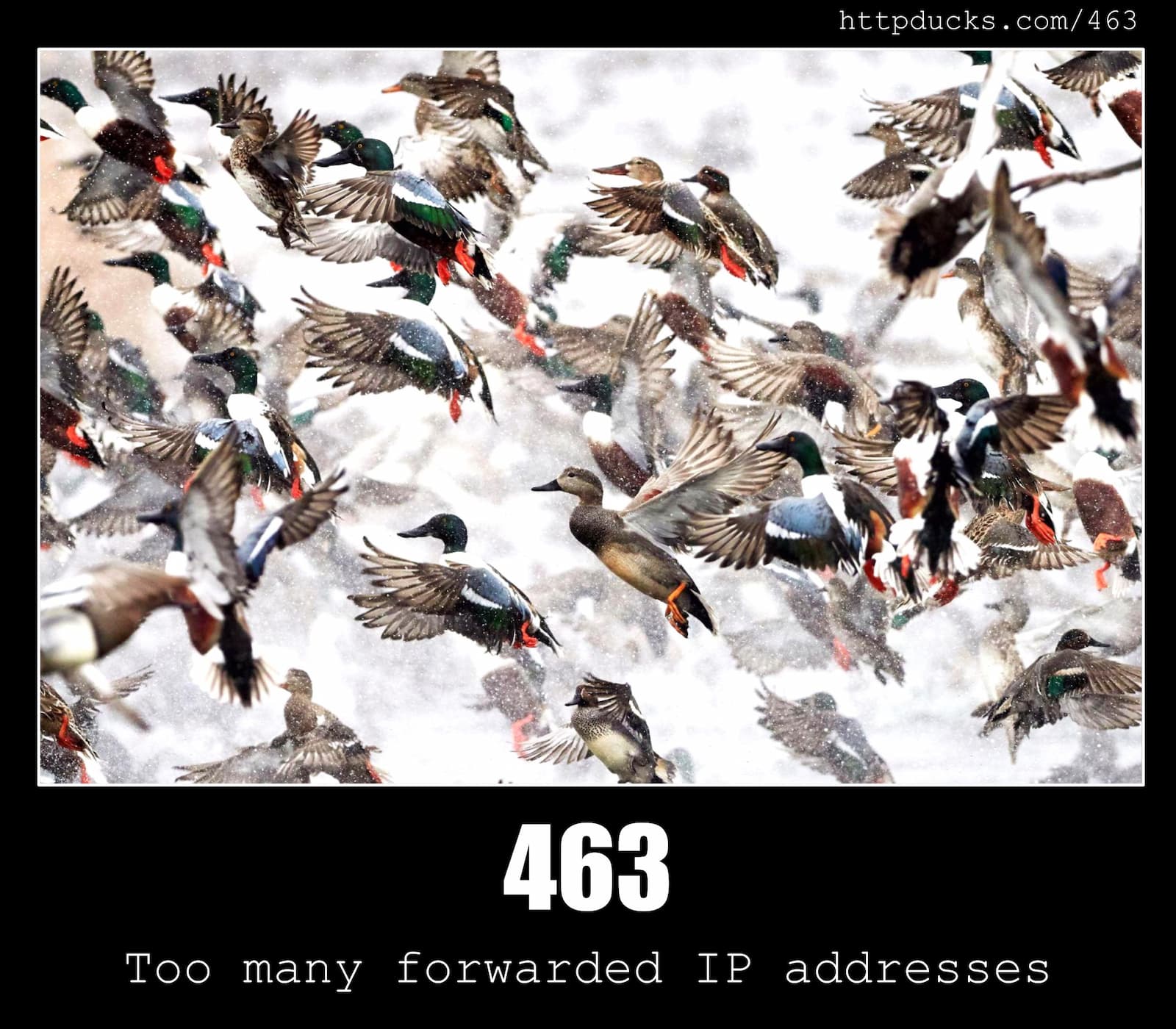 HTTP Status Code 463 Too many forwarded IP addresses & Ducks