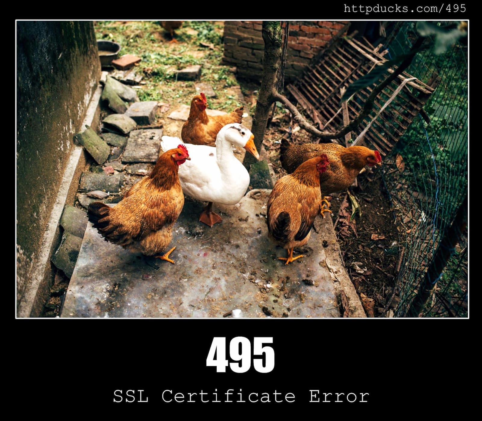 HTTP Status Code 495 SSL Certificate Error & Ducks