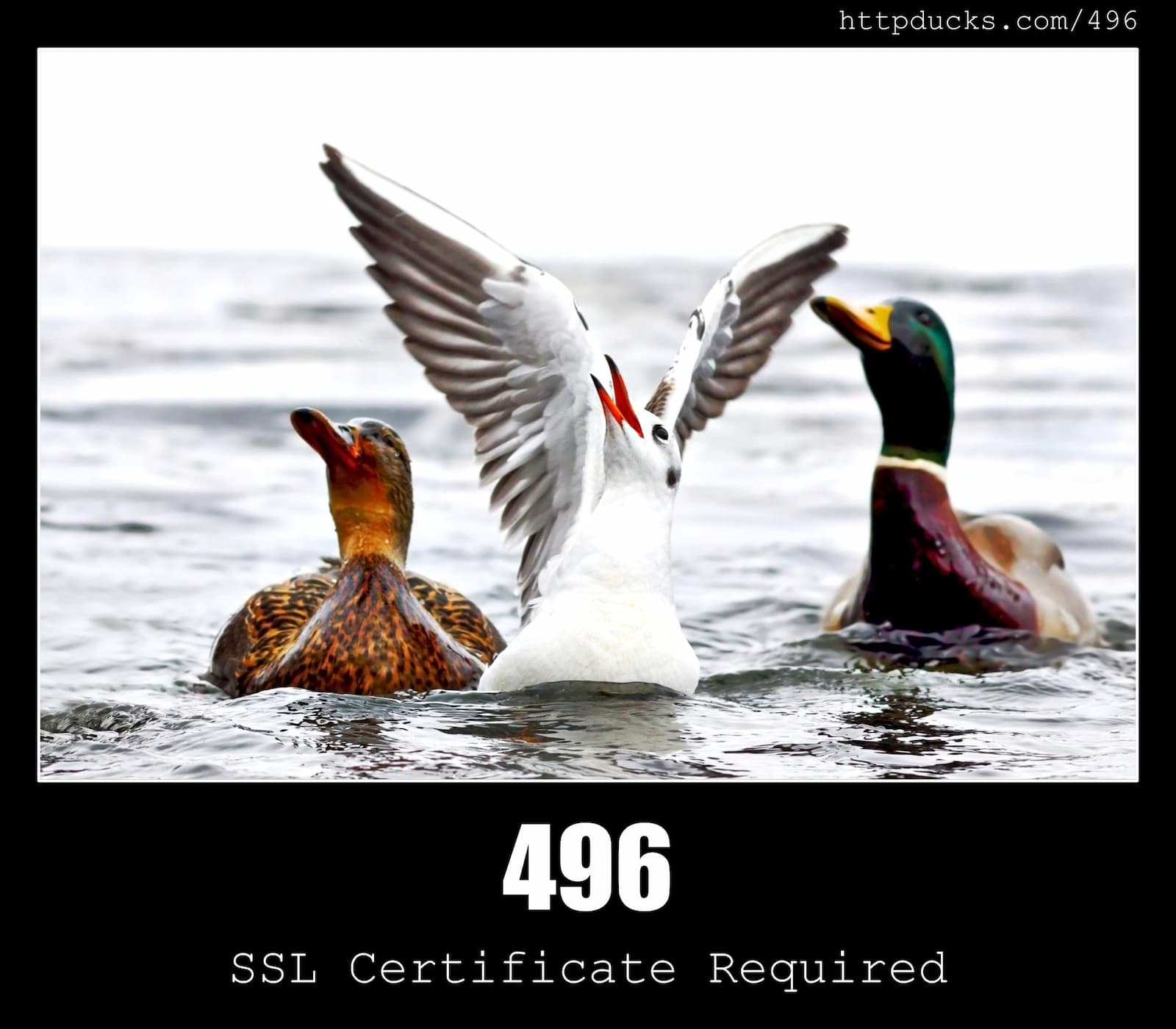 HTTP Status Code 496 SSL Certificate Required & Ducks
