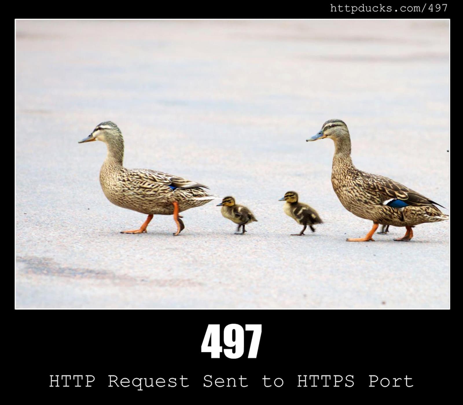 HTTP Status Code 497 HTTP Request Sent to HTTPS Port & Ducks