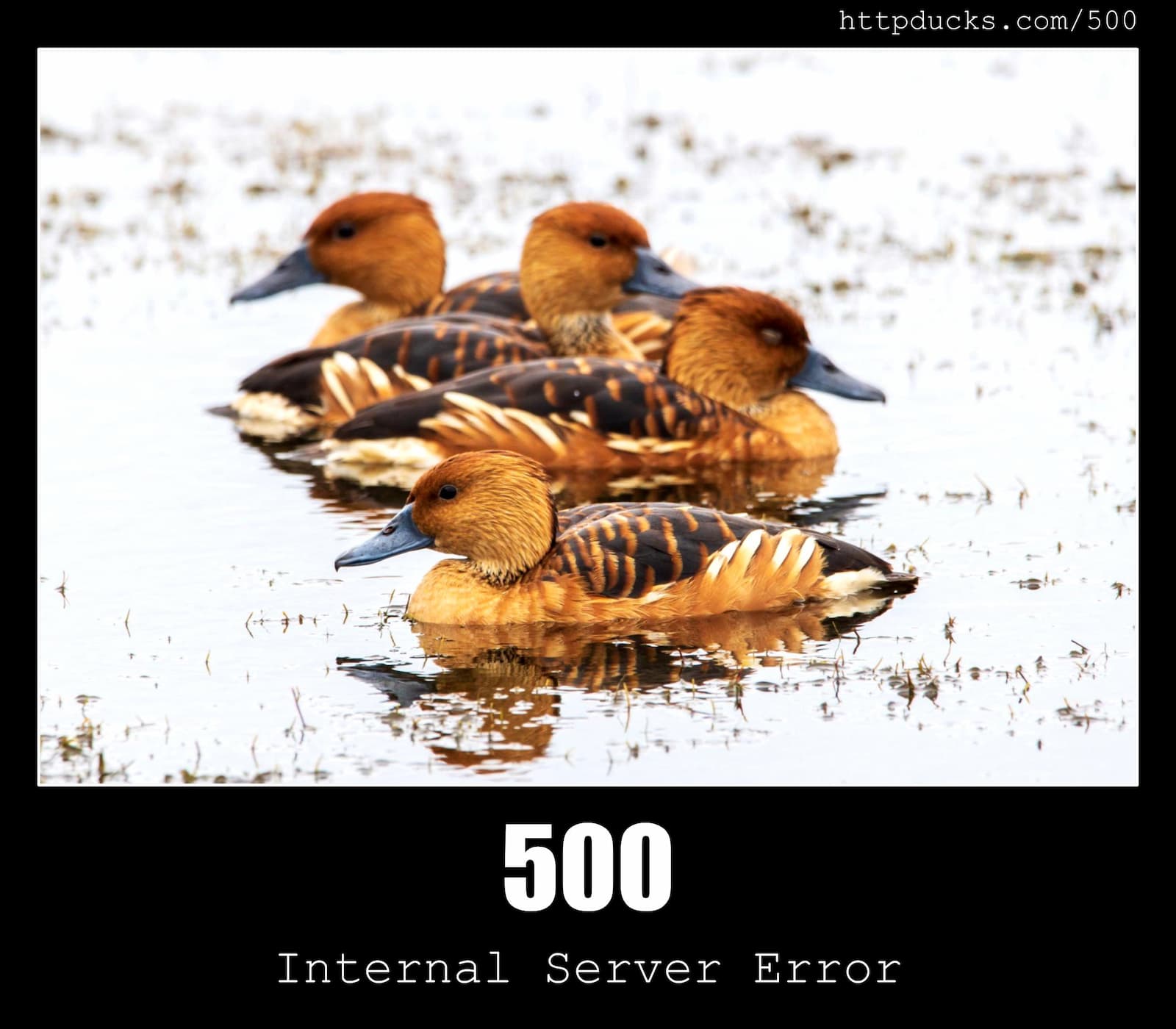 HTTP Status Code 500 Internal Server Error & Ducks