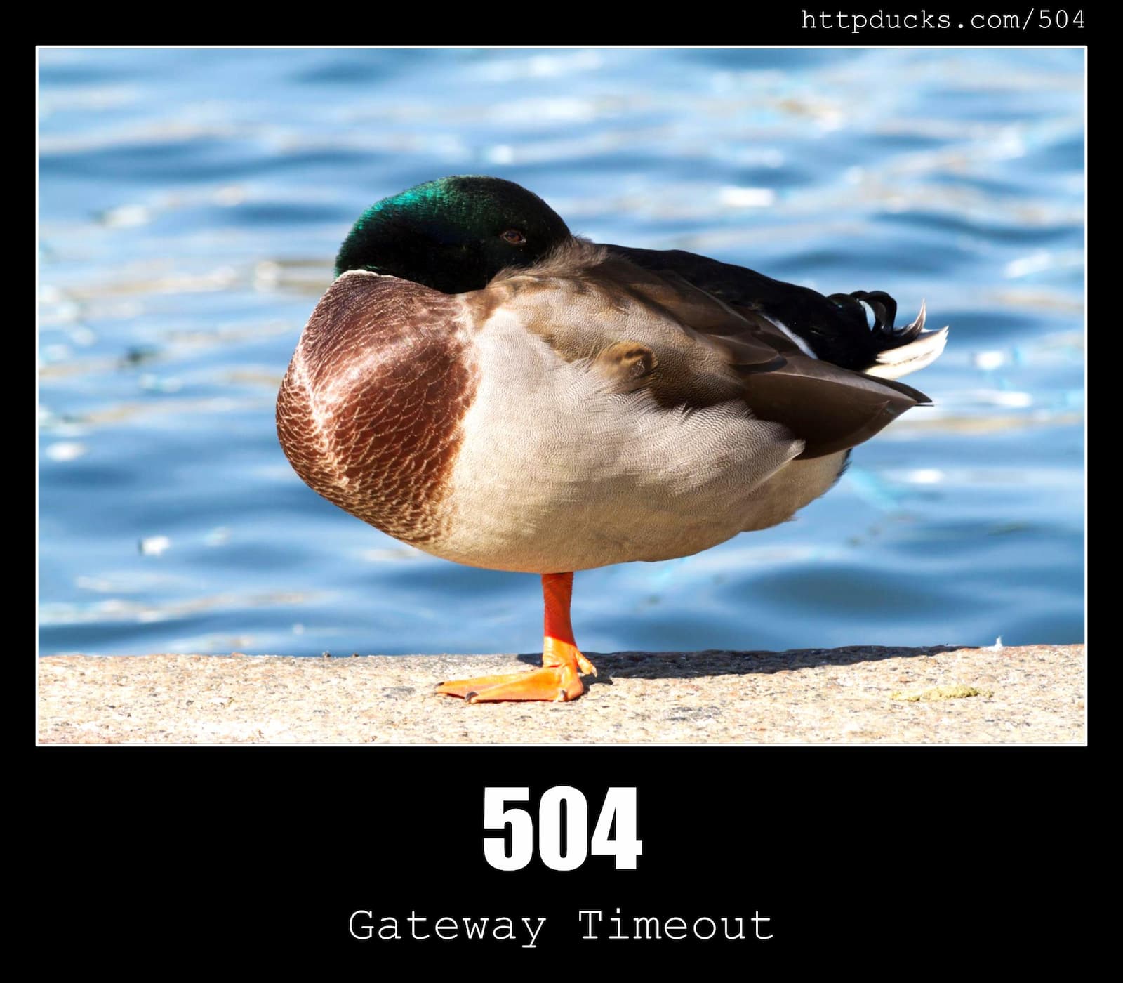 HTTP Status Code 504 Gateway Timeout & Ducks