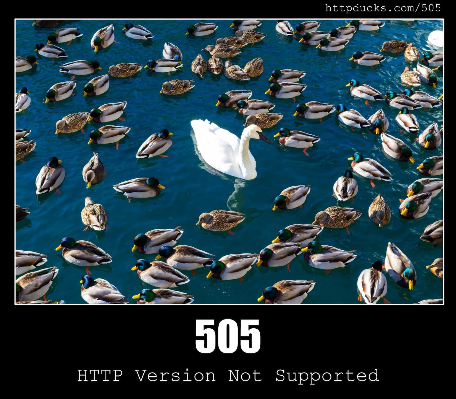 HTTP Status Code 505 HTTP Version Not Supported & Ducks