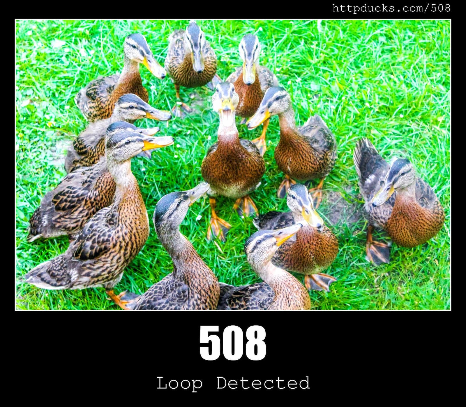 HTTP Status Code 508 Loop Detected & Ducks