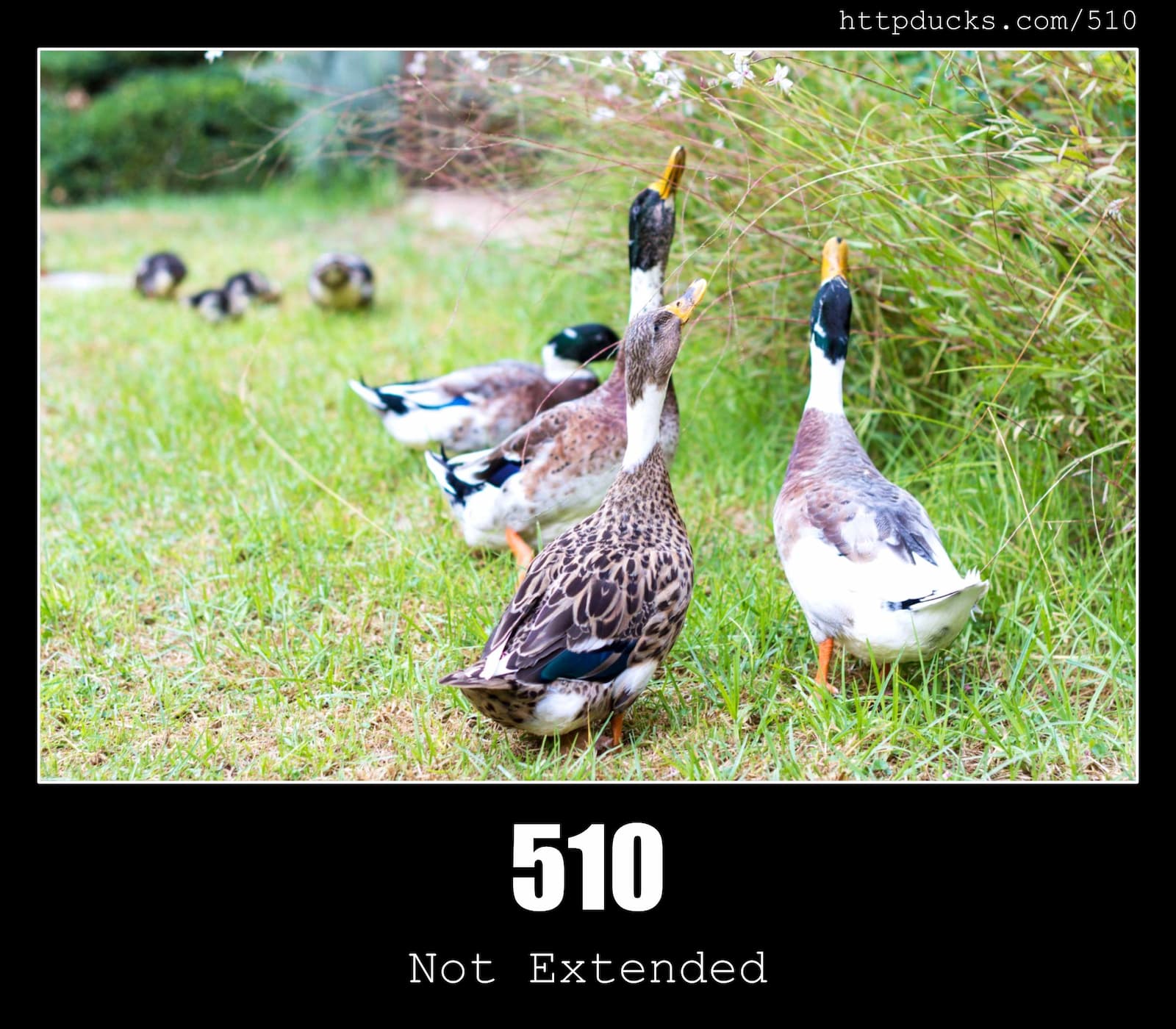 HTTP Status Code 510 Not Extended & Ducks
