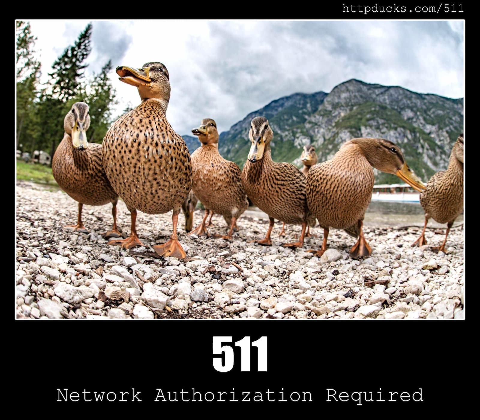 HTTP Status Code 511 Network Authentication Required & Ducks