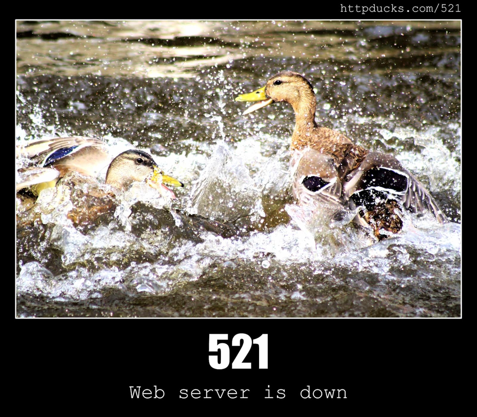 HTTP Status Code 521 Web server is down & Ducks