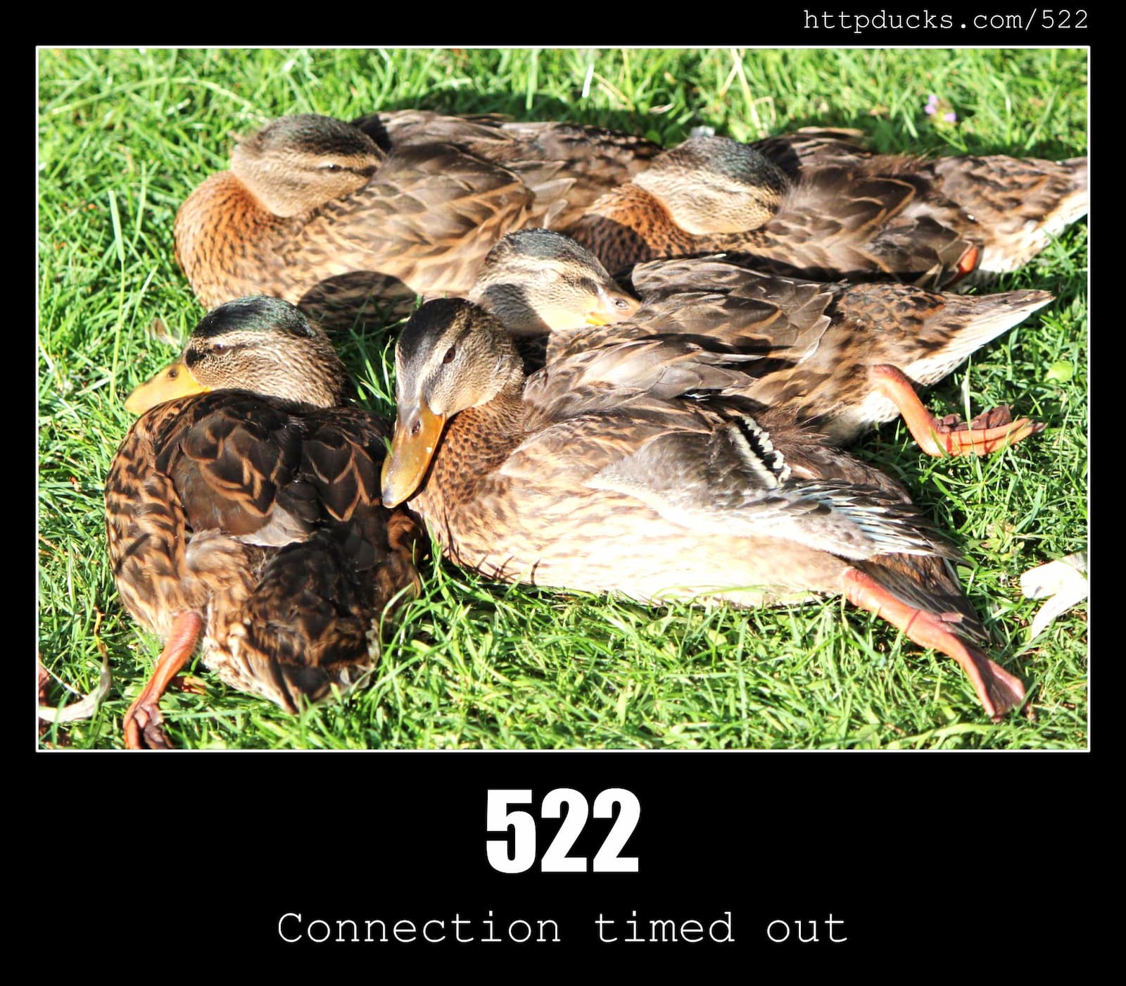 HTTP Status Code 522 Connection timed out & Ducks
