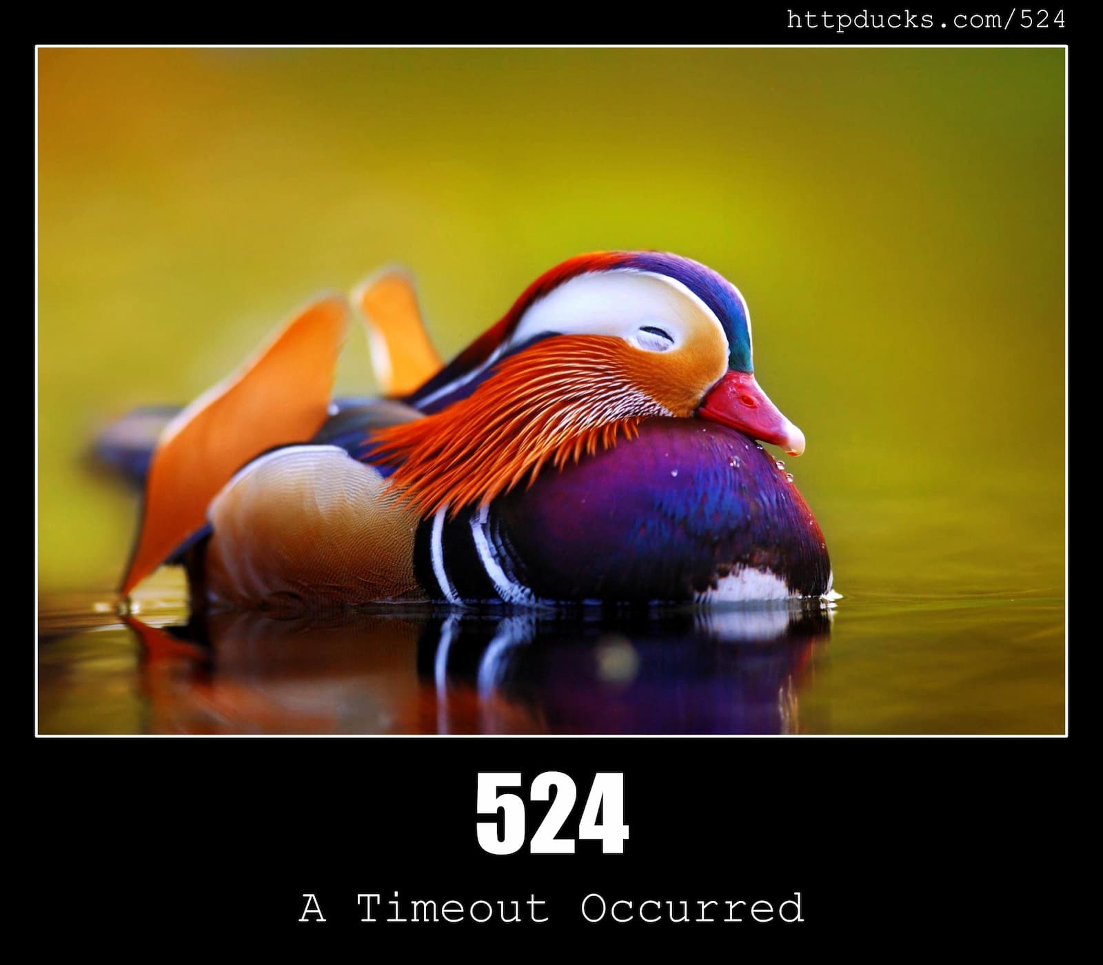 HTTP Status Code 524 A Timeout Occurred & Ducks