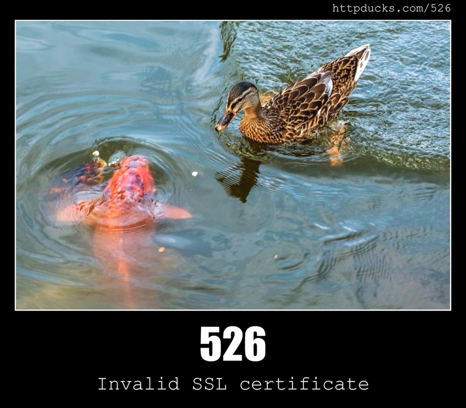 HTTP Status Code 526 Invalid SSL certificate & Ducks