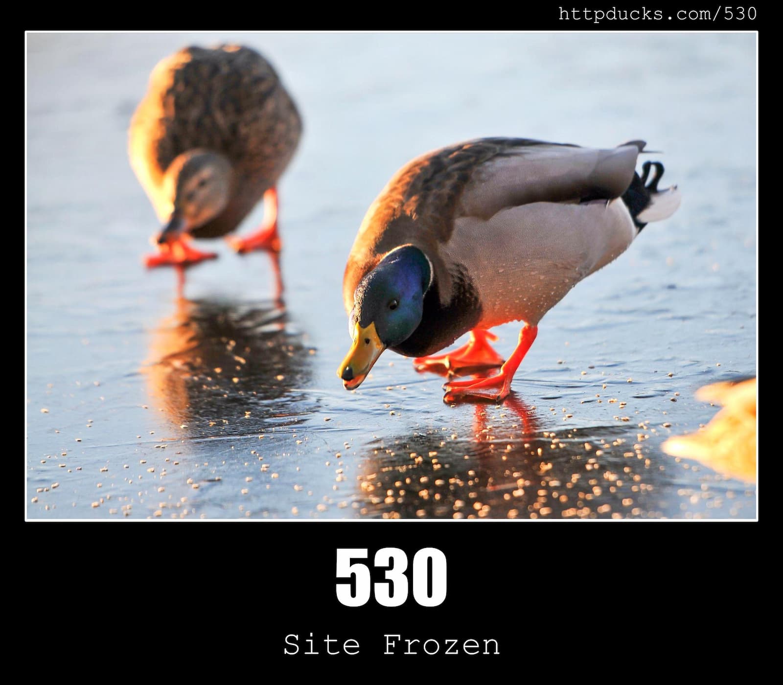 HTTP Status Code 530 Site Frozen & Ducks