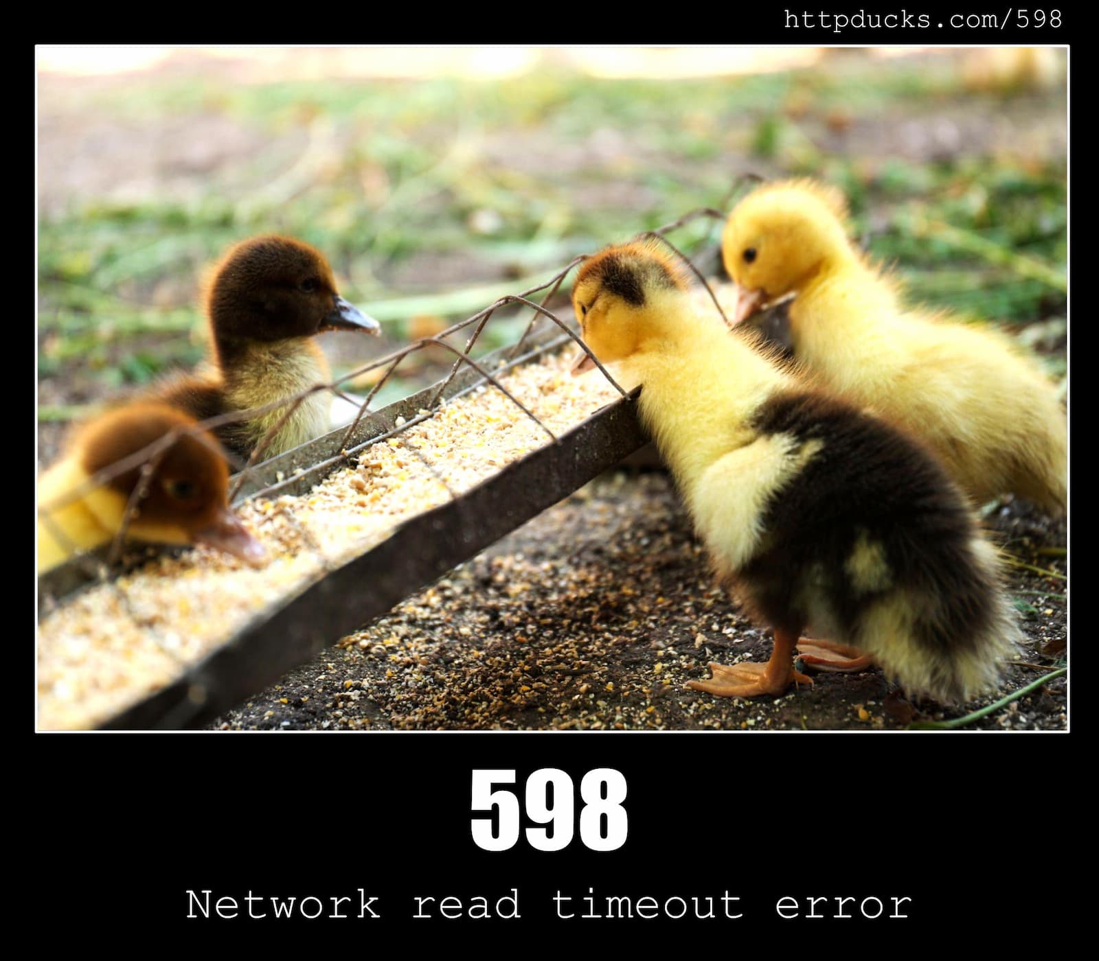 HTTP Status Code 598 Network read timeout error & Ducks