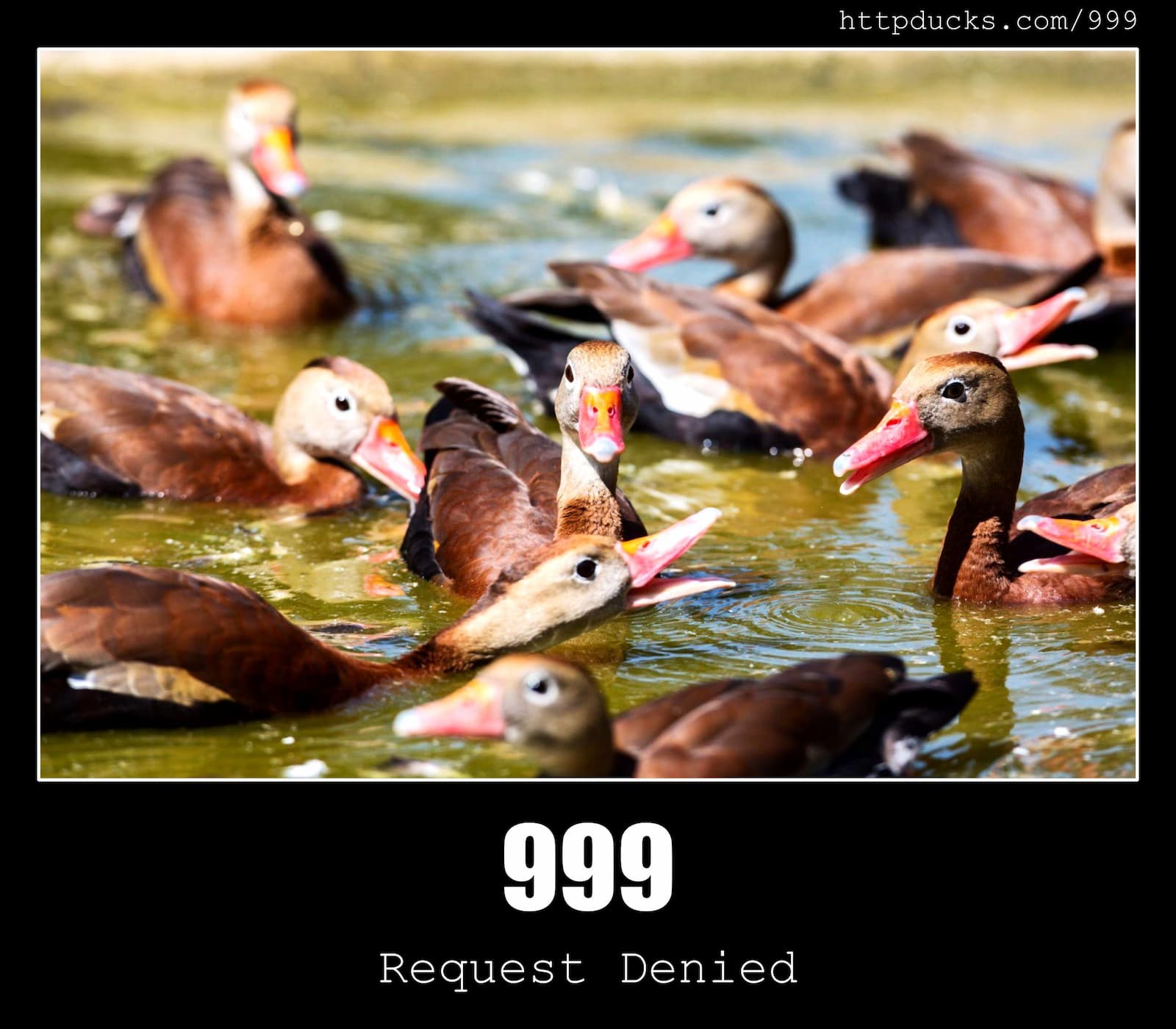 HTTP Status Code 999 Request Denied & Ducks
