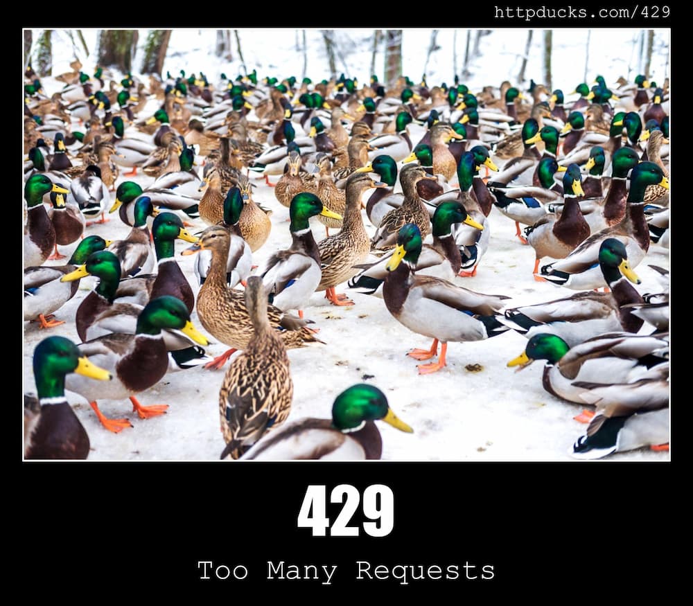 429 too many requests http status code and cats 