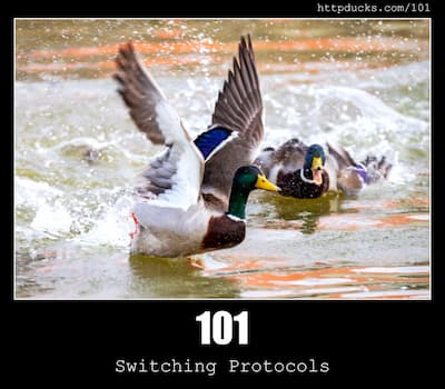 101 Switching Protocols & Ducks