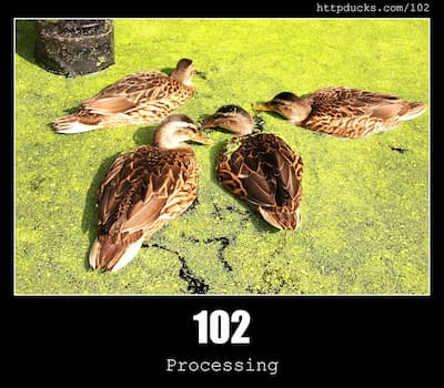 102 Processing & Ducks