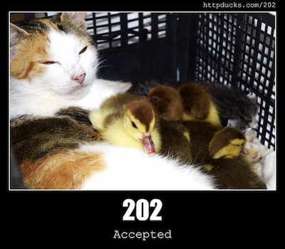 202 Accepted & Ducks