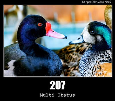 207 Multi-Status & Ducks