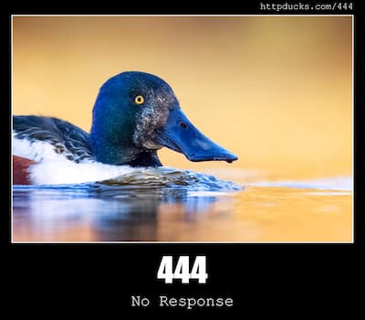444 No Response & Ducks