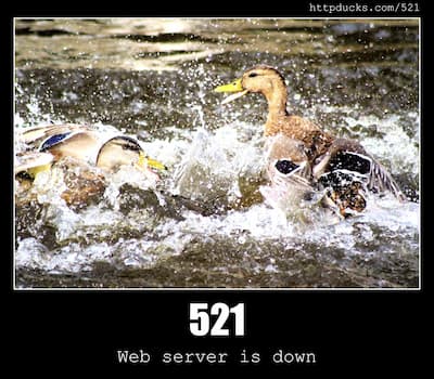 521 Web server is down & Ducks