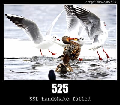 525 SSL handshake failed & Ducks