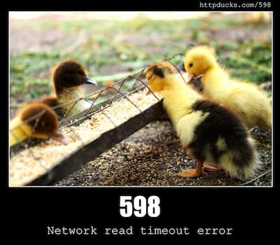 598 Network read timeout error & Ducks